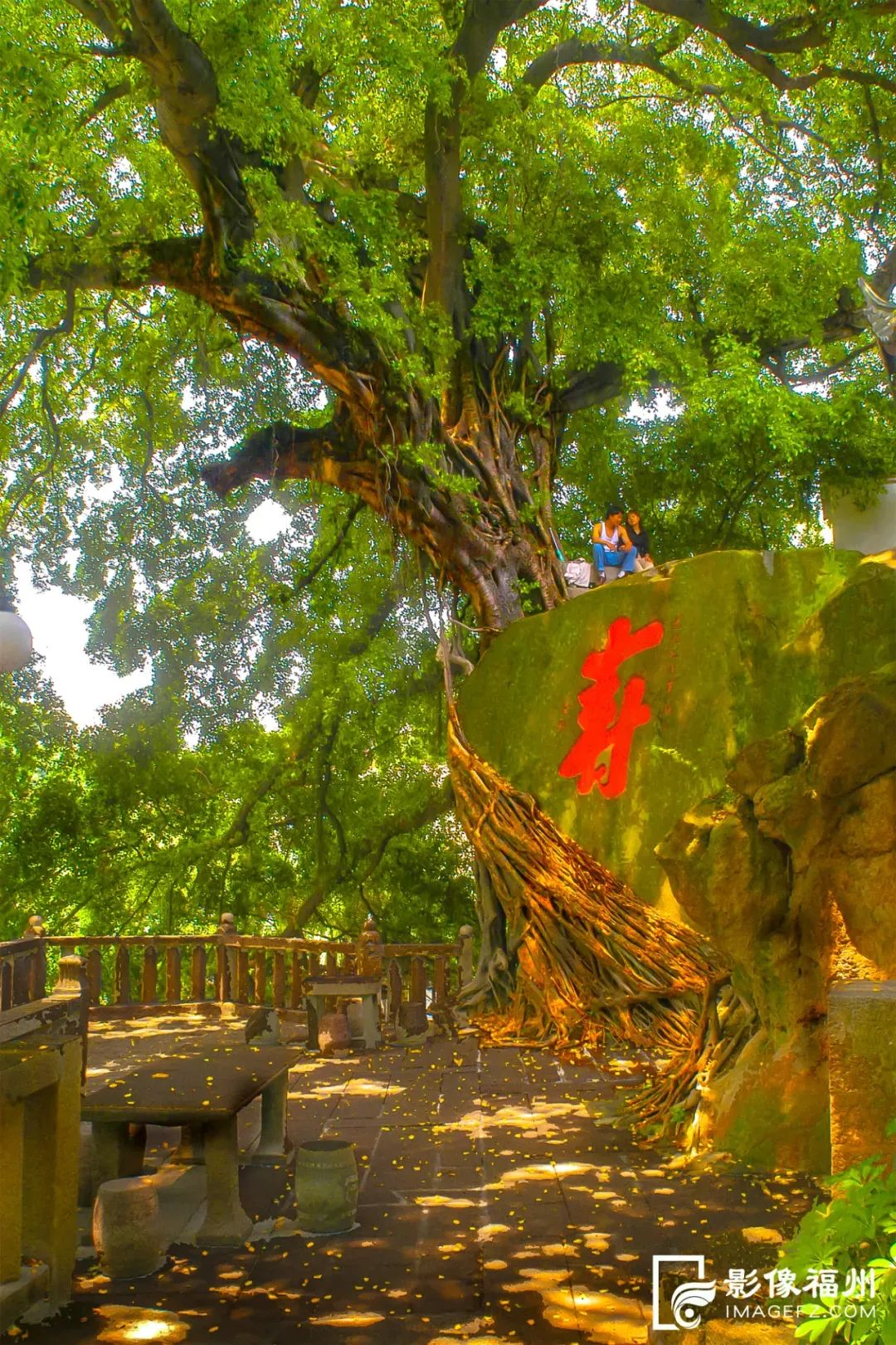 福州十大榕树图片