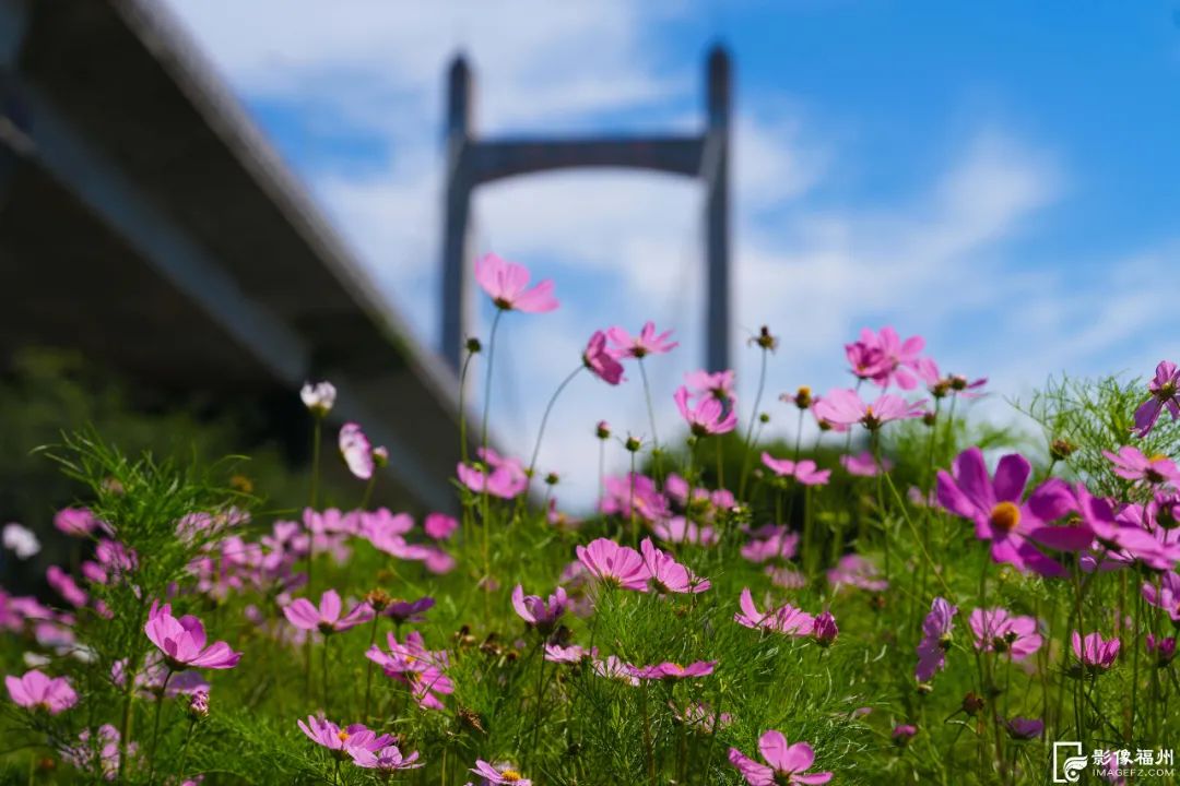 六月，福州公园赏花地图请收好！