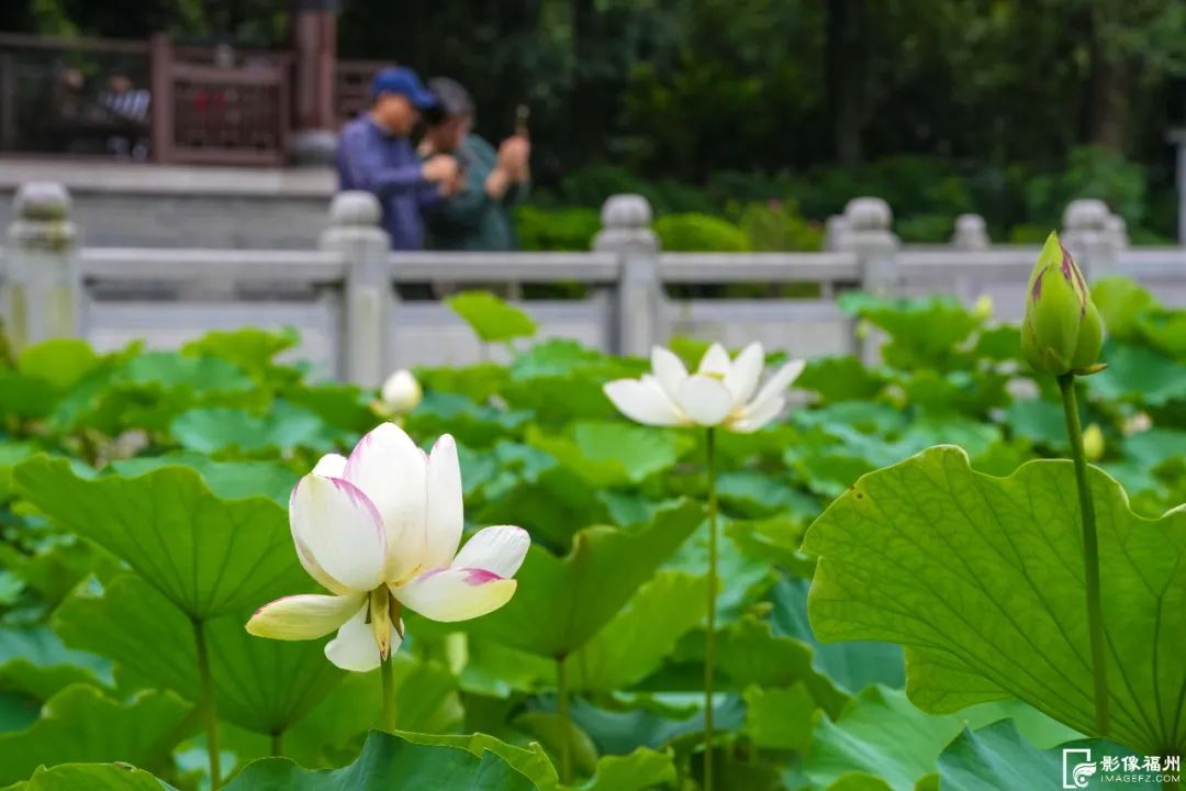 六月，福州公园赏花地图请收好！