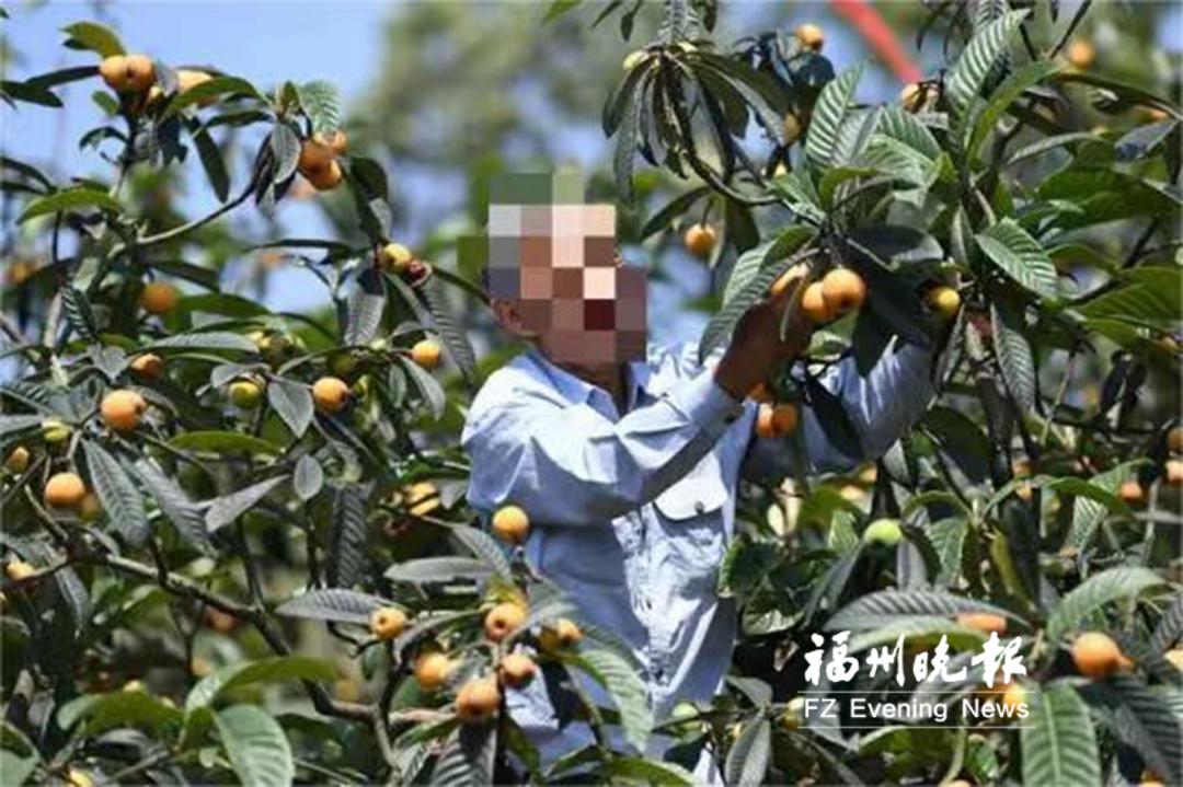 200棵枇杷树见证莆田农民16年抗癌医患情