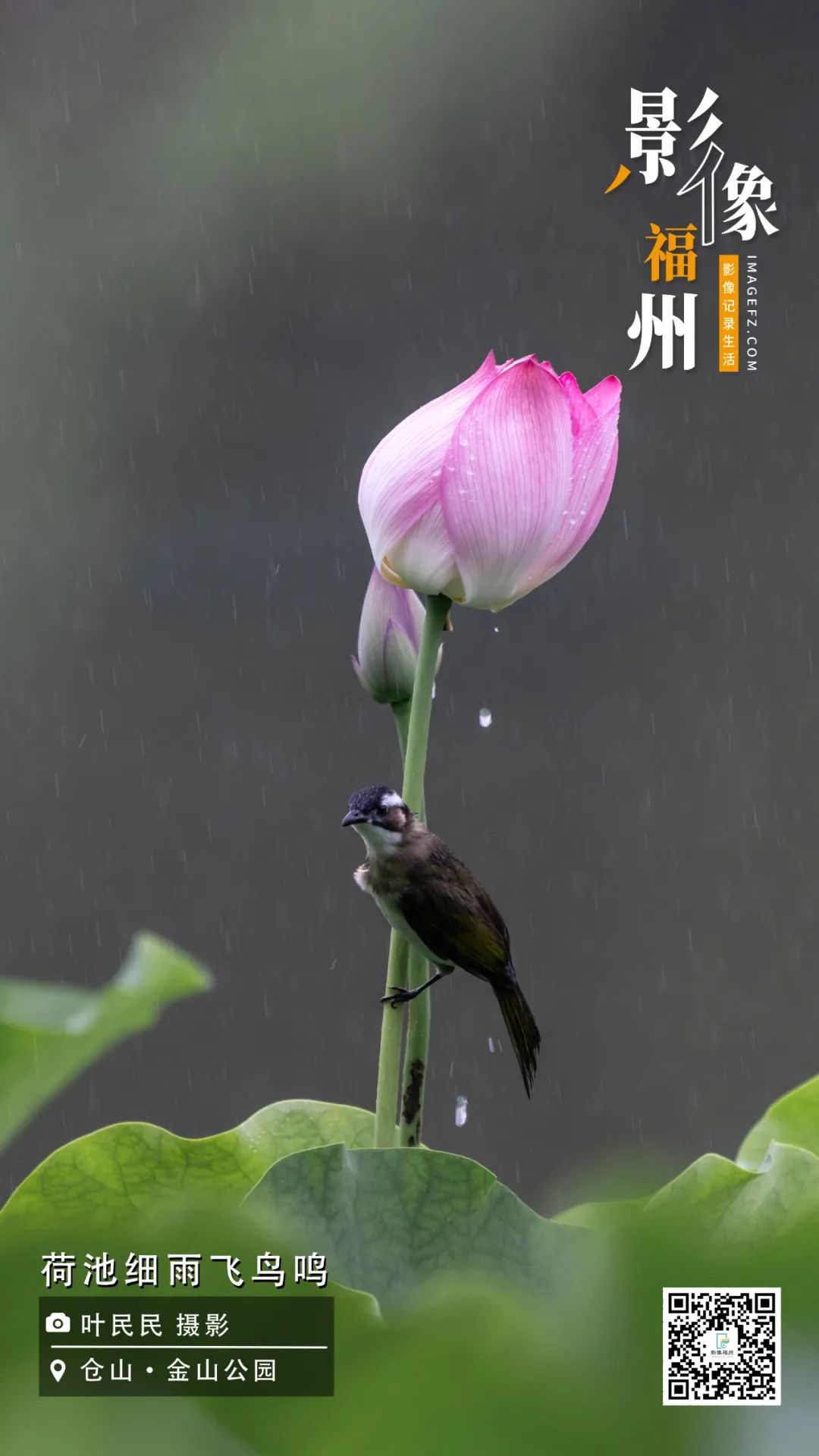 影像福州｜荷池细雨飞鸟鸣