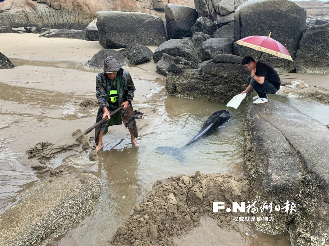 受伤海豚在长乐海滩搁浅 众人合力施救