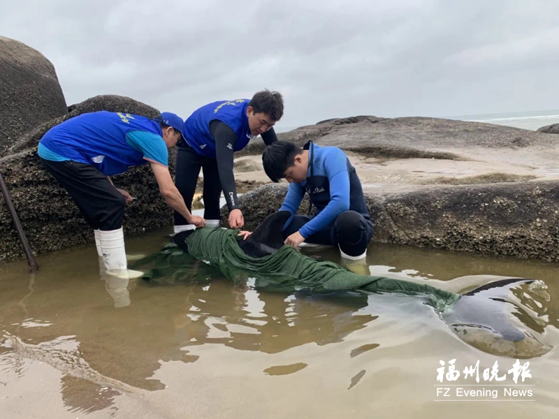 海豚搁浅长乐海滩多方前往救助 仍处于危险期