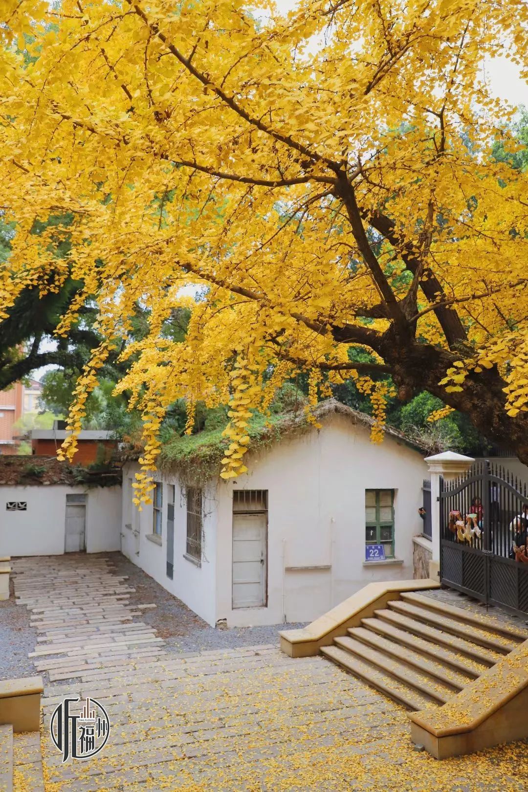 有声书｜最美银杏与百年石厝，惊艳了烟台山的时光