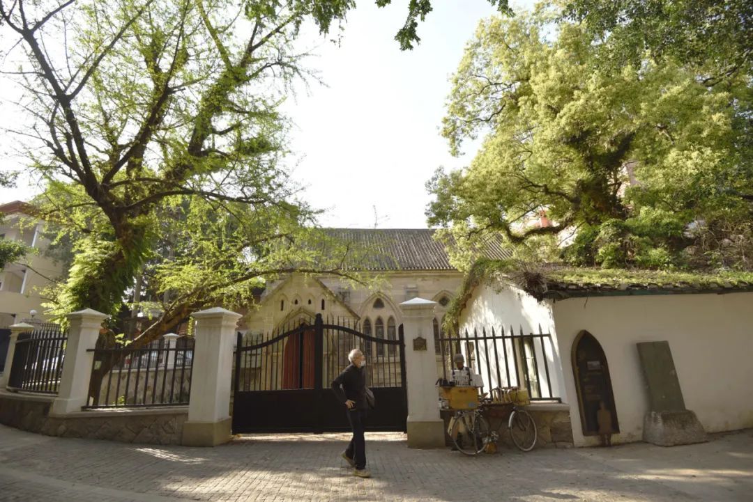 有声书｜最美银杏与百年石厝，惊艳了烟台山的时光