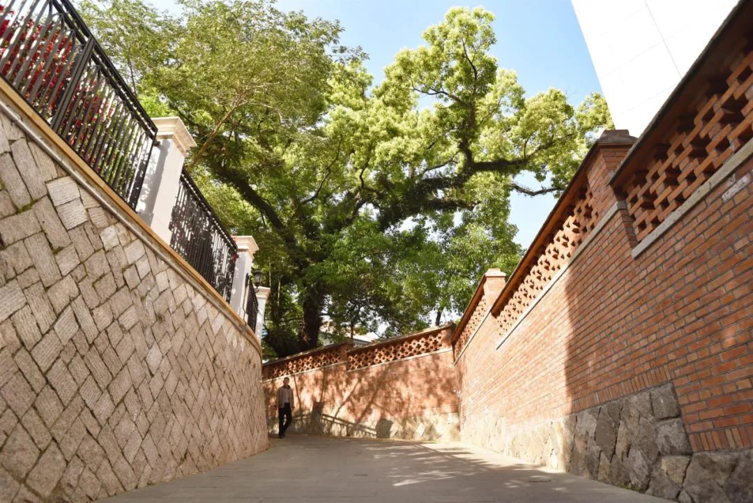 有声书｜最美银杏与百年石厝，惊艳了烟台山的时光