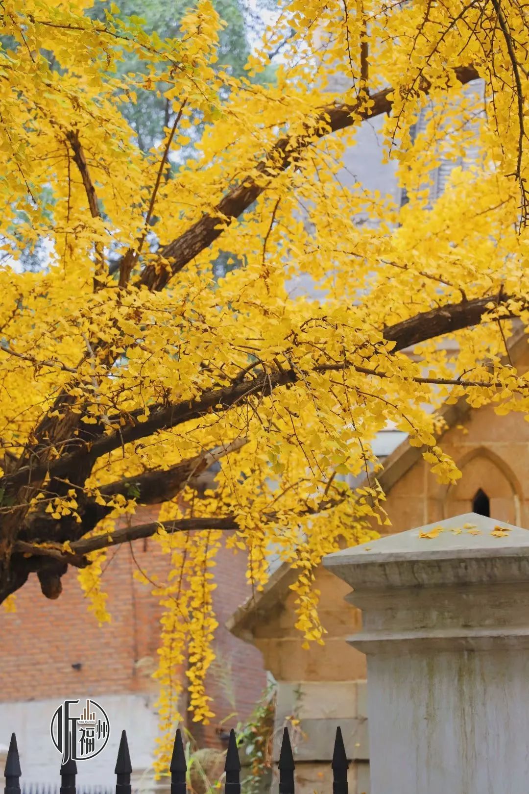 有声书｜最美银杏与百年石厝，惊艳了烟台山的时光