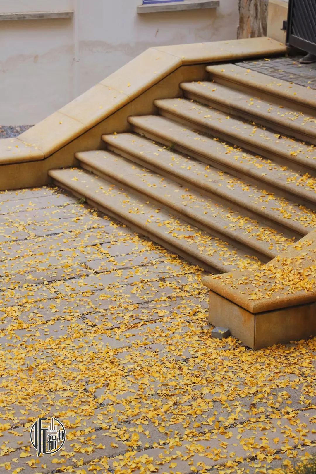 有声书｜最美银杏与百年石厝，惊艳了烟台山的时光