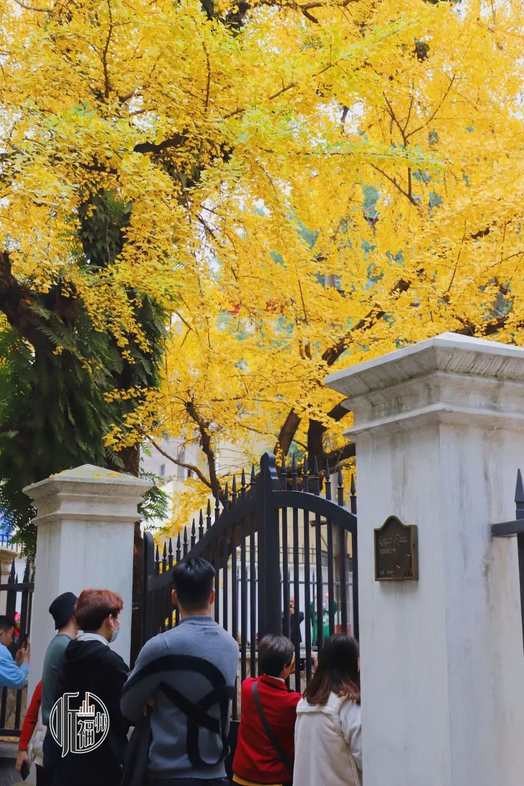 有声书｜最美银杏与百年石厝，惊艳了烟台山的时光
