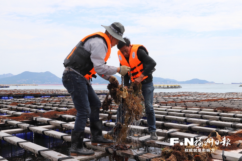 连江2.5万亩三倍体牡蛎迎丰收 产量超10万吨
