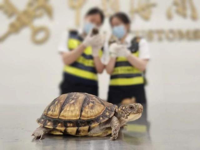 一名旅客藏匿6只活体龟进境 被皇岗海关查获