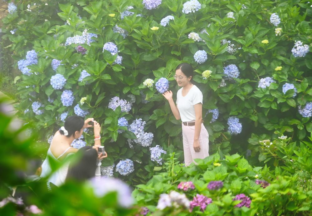 福州鼓岭：绣球花开迎游客