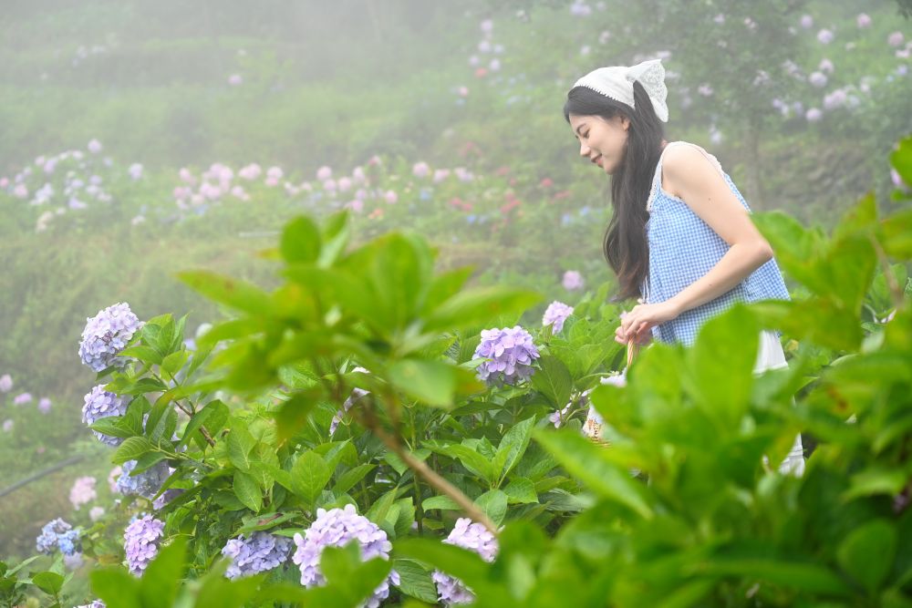 福州鼓岭：绣球花开迎游客