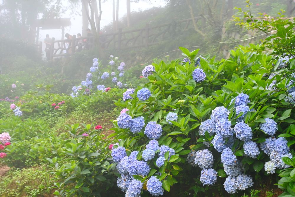 福州鼓岭：绣球花开迎游客