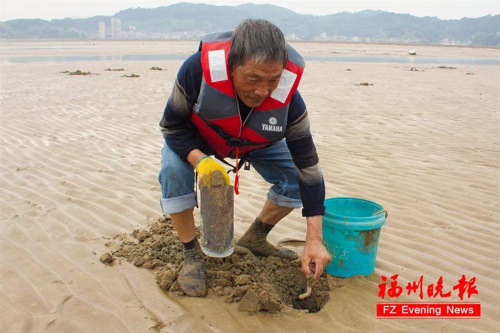 开始上市！福州人爱吃的“虫子”来了！