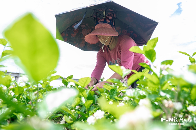 福州：一个茉莉花种植基地的复兴探索