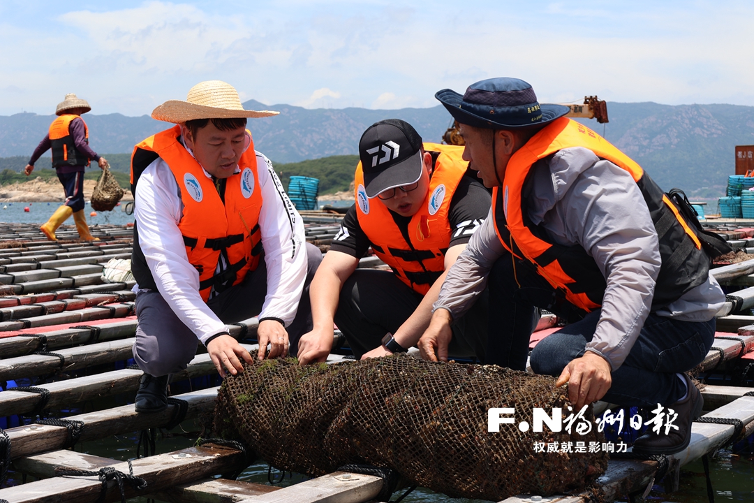 ​福建首次在连江试养成功扇贝良种“蓬莱红3号”