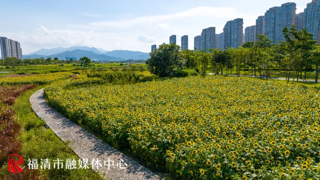 “福清爱情”主题花海来了！就在这里