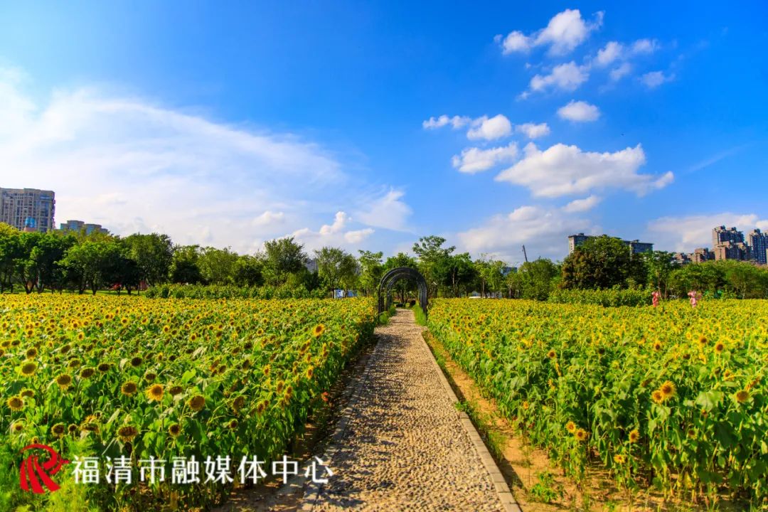 “福清爱情”主题花海来了！就在这里