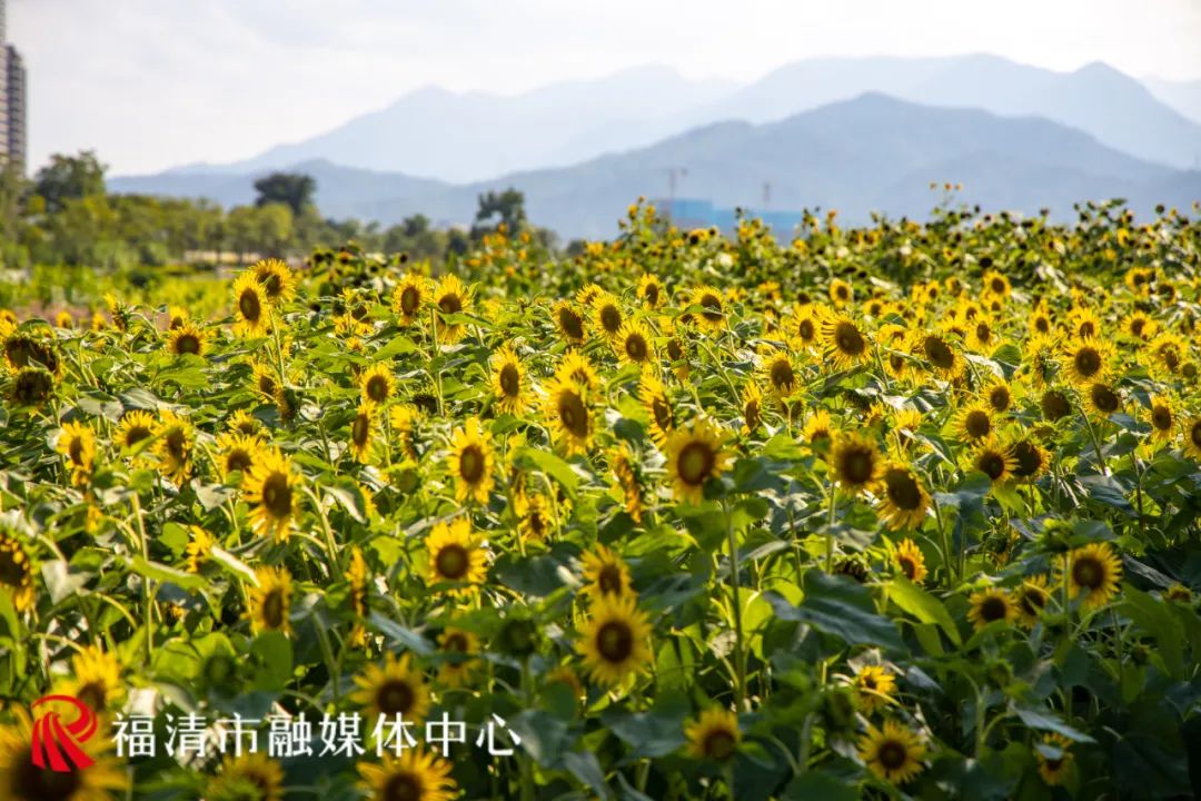 “福清爱情”主题花海来了！就在这里