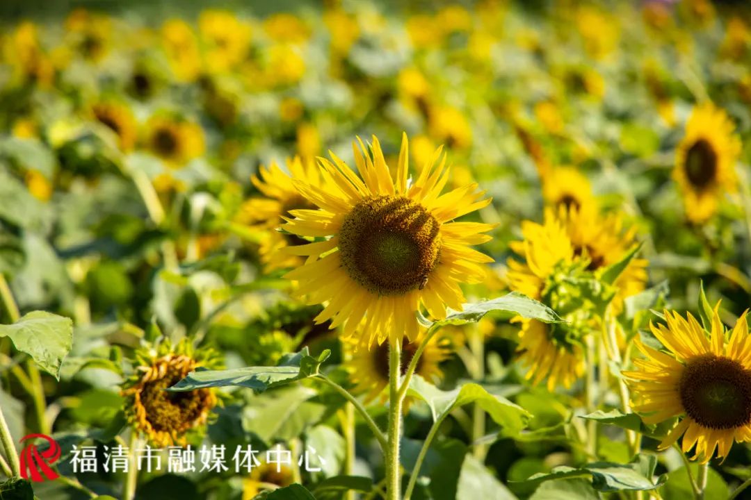 “福清爱情”主题花海来了！就在这里