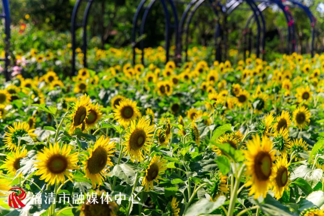 “福清爱情”主题花海来了！就在这里