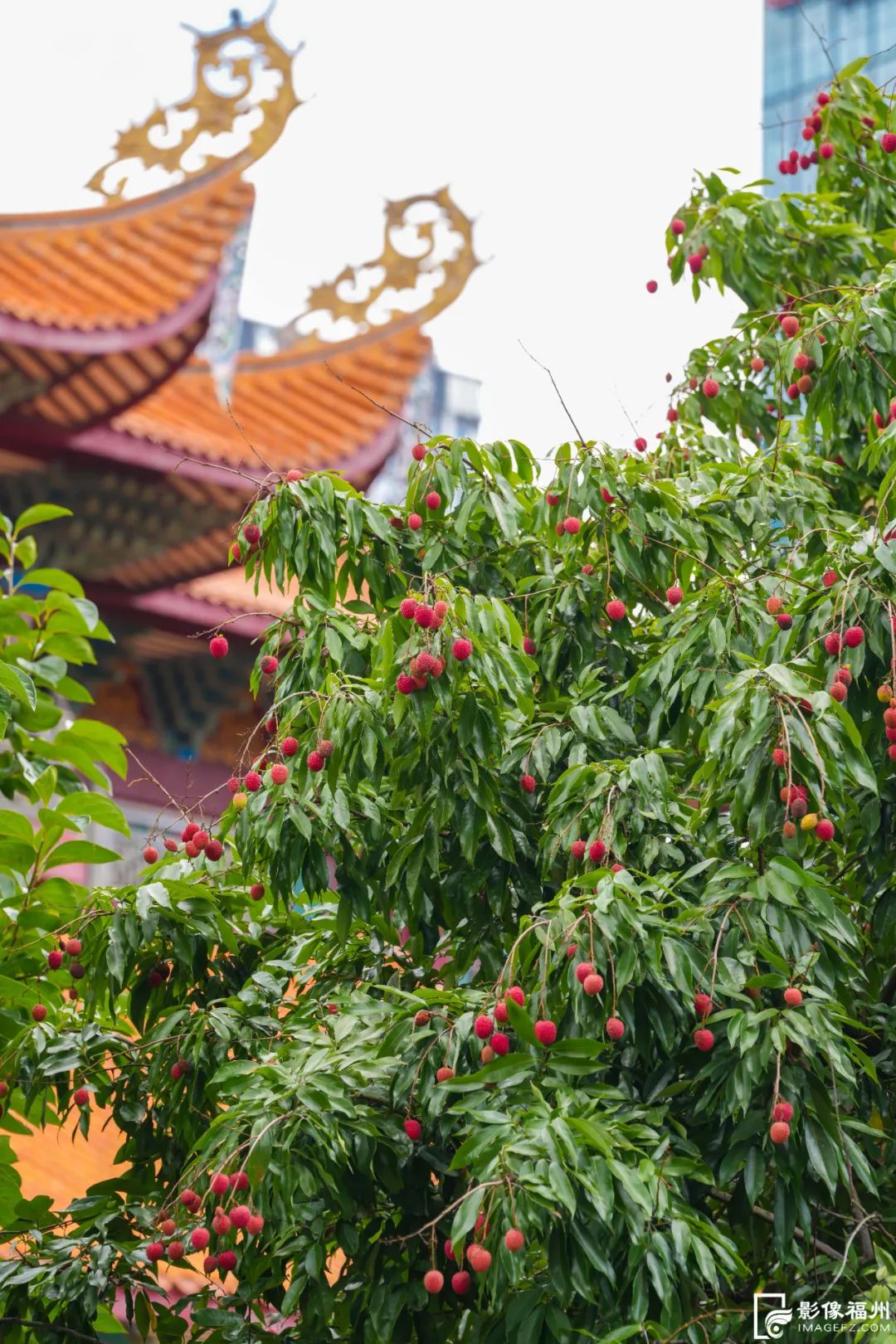 夏日限定！福州千年古刹荔枝红了！