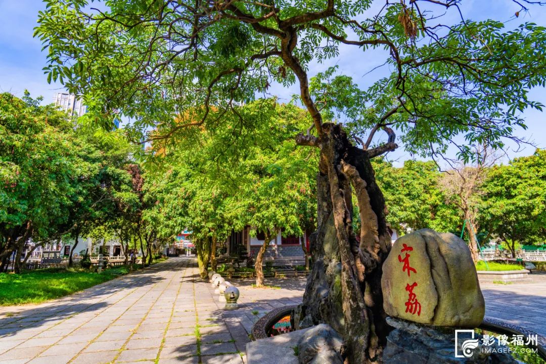 夏日限定！福州千年古刹荔枝红了！