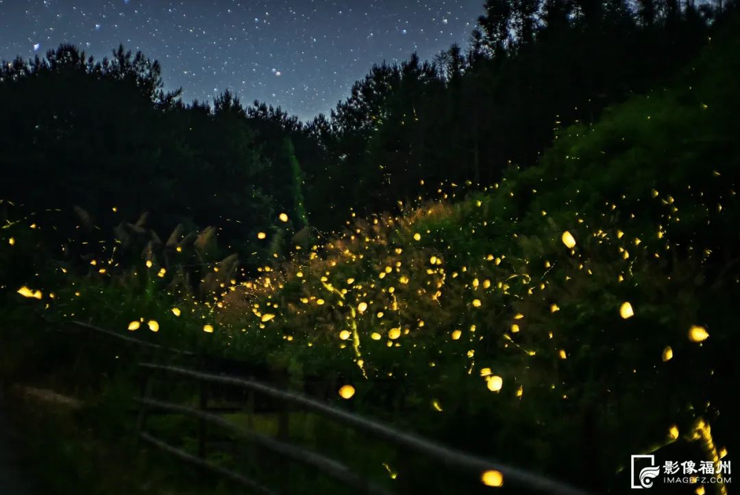 夏夜精灵！福州萤火虫迎来最佳观赏期！
