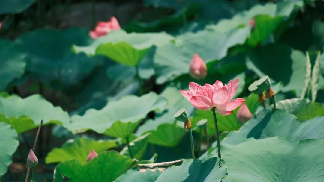 大暑 | 夏意正浓，万物生辉