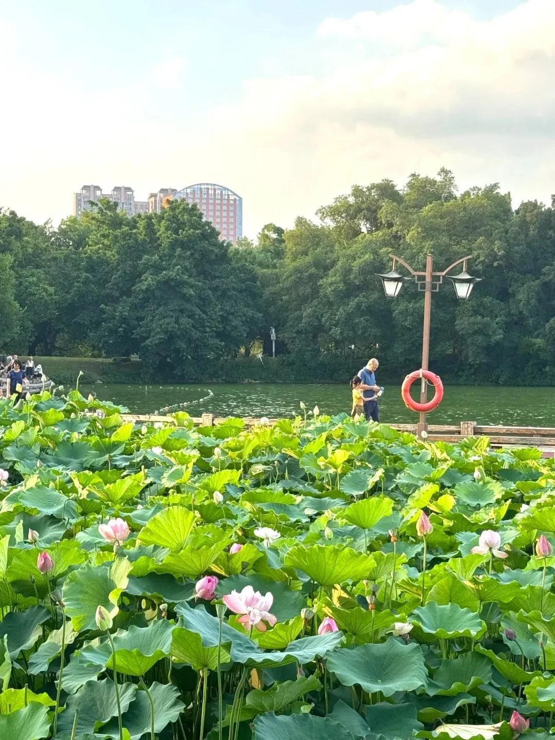 大暑 | 夏意正浓，万物生辉