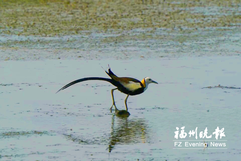 超50种夏候鸟“扮靓”闽江河口湿地