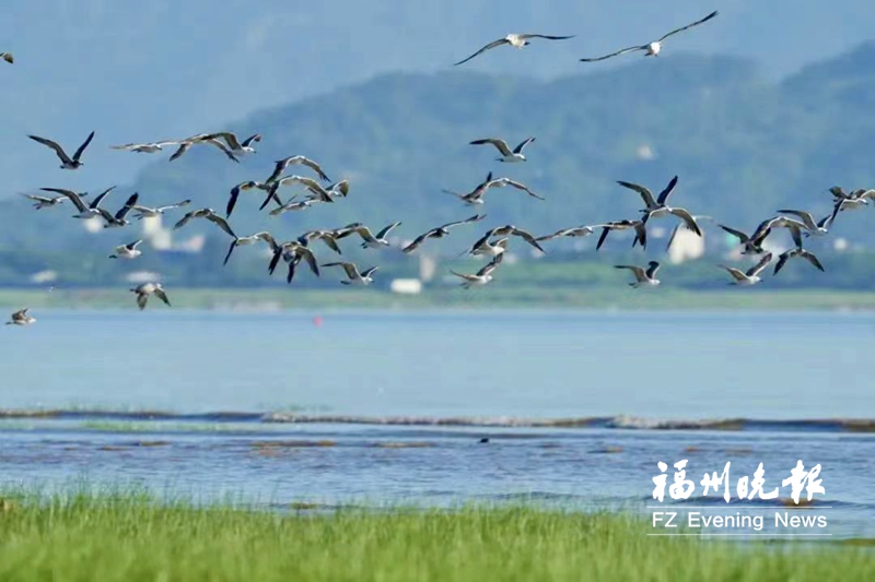 超50种夏候鸟“扮靓”闽江河口湿地