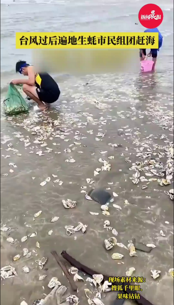 台风后生蚝遍地，一起去福州赶海？危险！危险！危险！