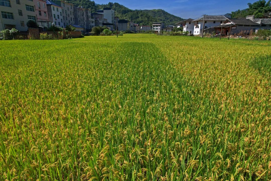 闽清：夏粮收割忙 奏响“丰收曲”