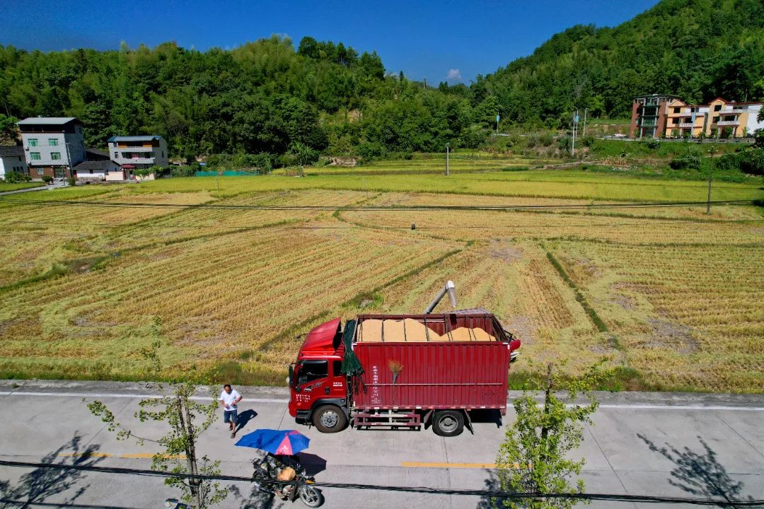 闽清：夏粮收割忙 奏响“丰收曲”