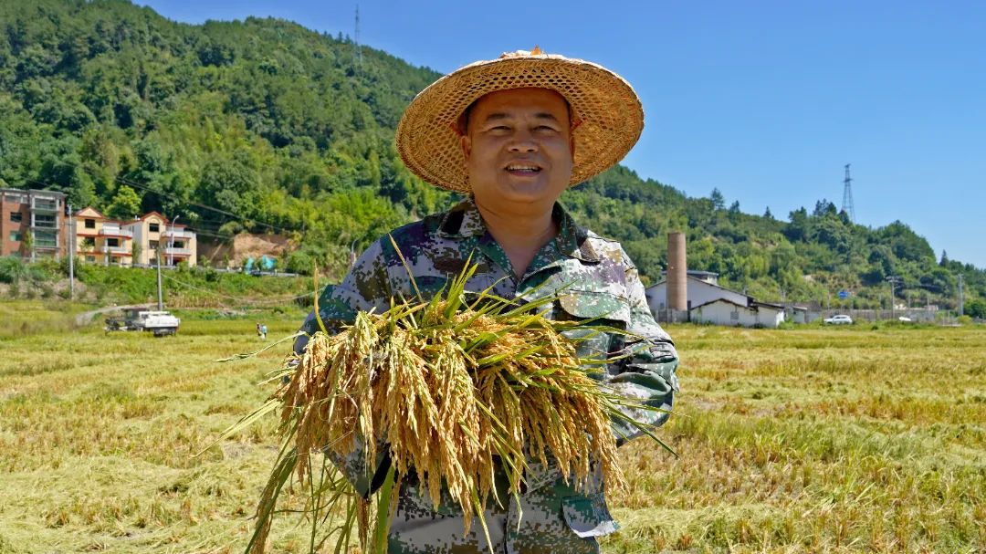 闽清：夏粮收割忙 奏响“丰收曲”