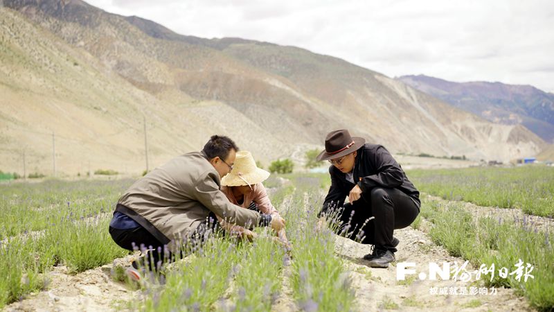 福州第十批援藏工作队探索产业援藏新模式