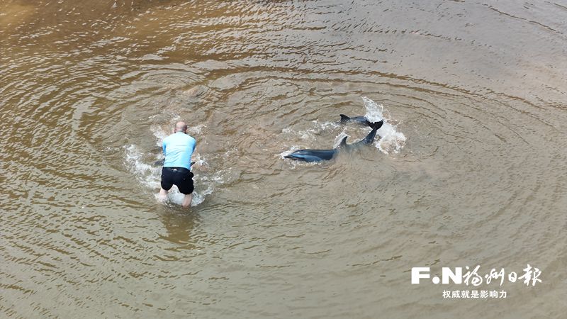 3只海豚连江搁浅 众人合力送回大海