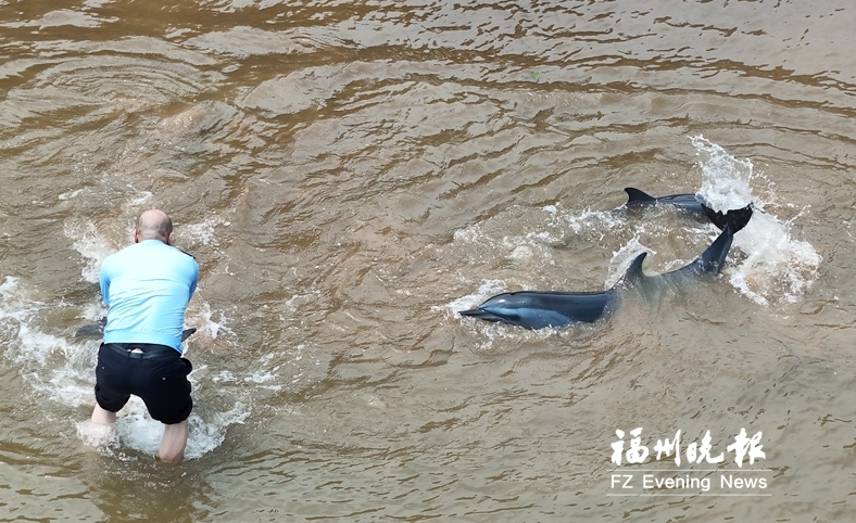 海豚一家三口搁浅安全抢救！福州海域是江豚海豚重要栖息地