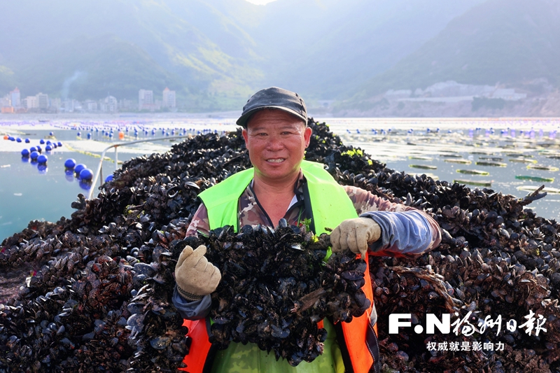 连江“海上牧场”喜讯连连 淡菜白蚝花蛤进入丰收季