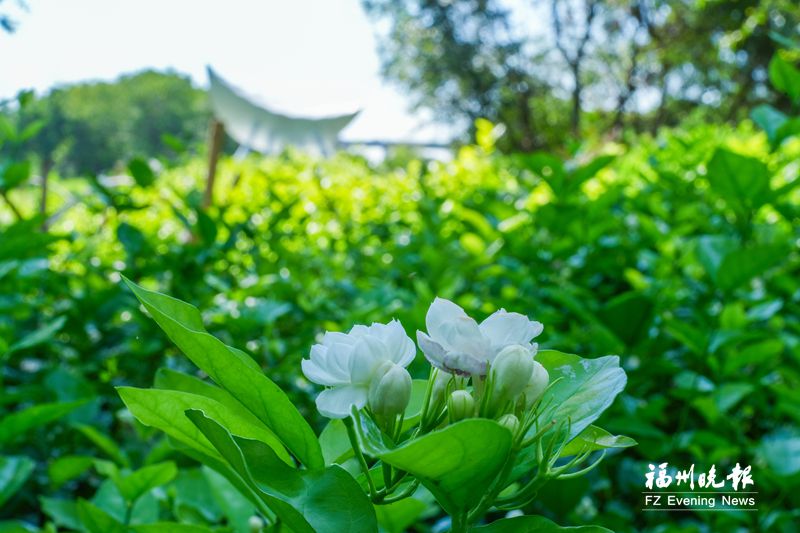 福州公园本月赏花线路发布 可观赏茉莉花、小花紫薇、睡莲等