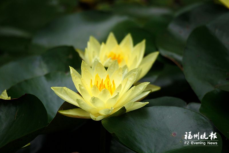 福州公园本月赏花线路发布 可观赏茉莉花、小花紫薇、睡莲等