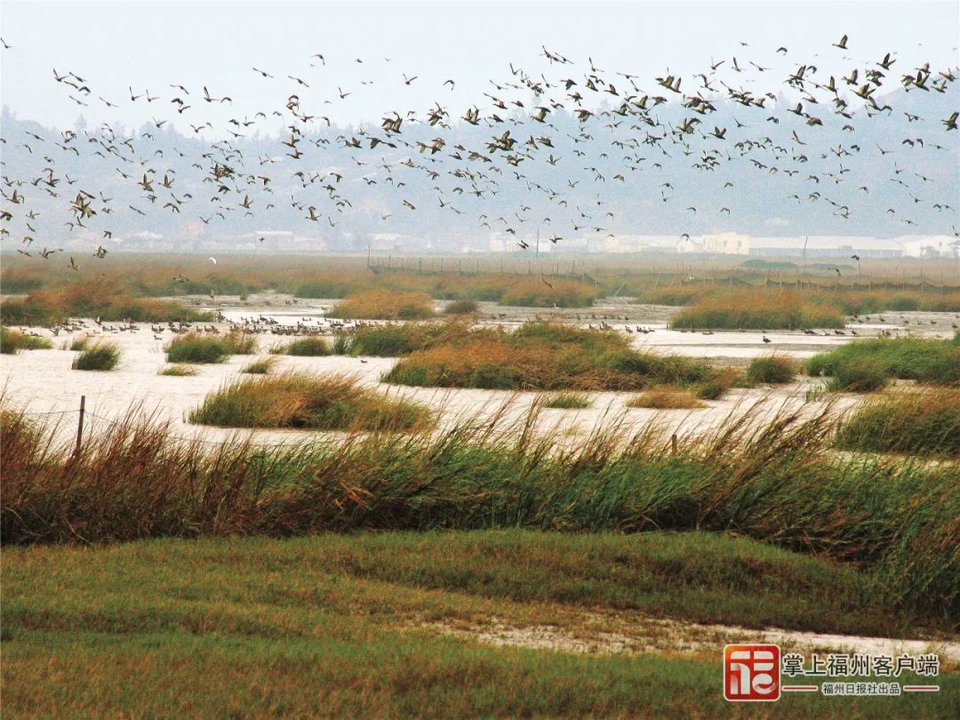 全省首宗！闽江河口湿地完成确权登记