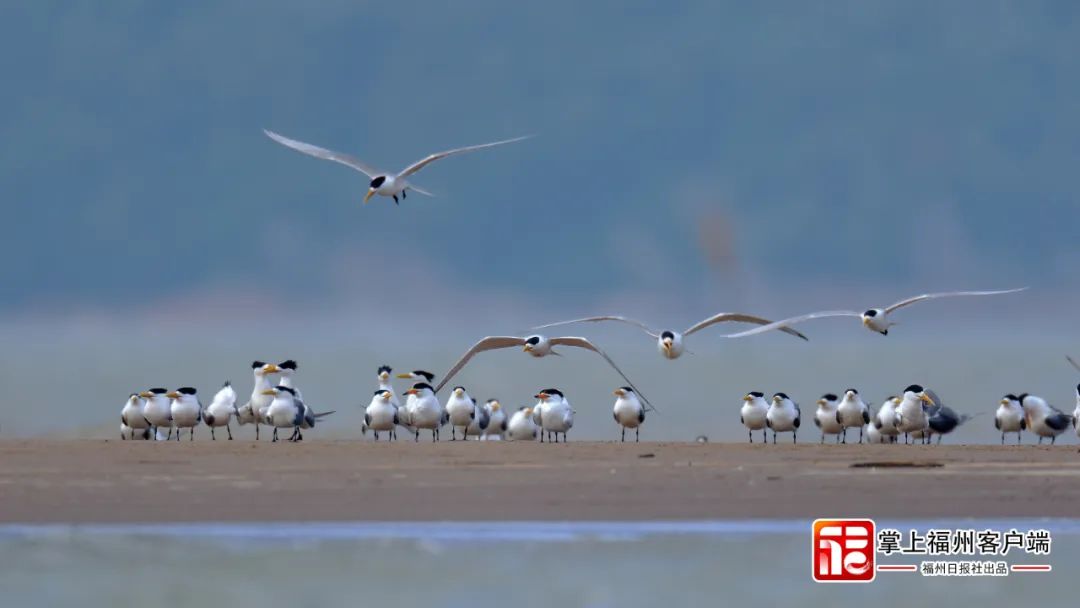 全省首宗！闽江河口湿地完成确权登记