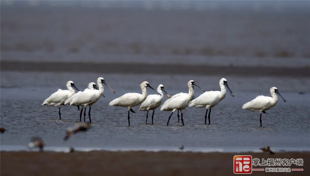 全省首宗！闽江河口湿地完成确权登记