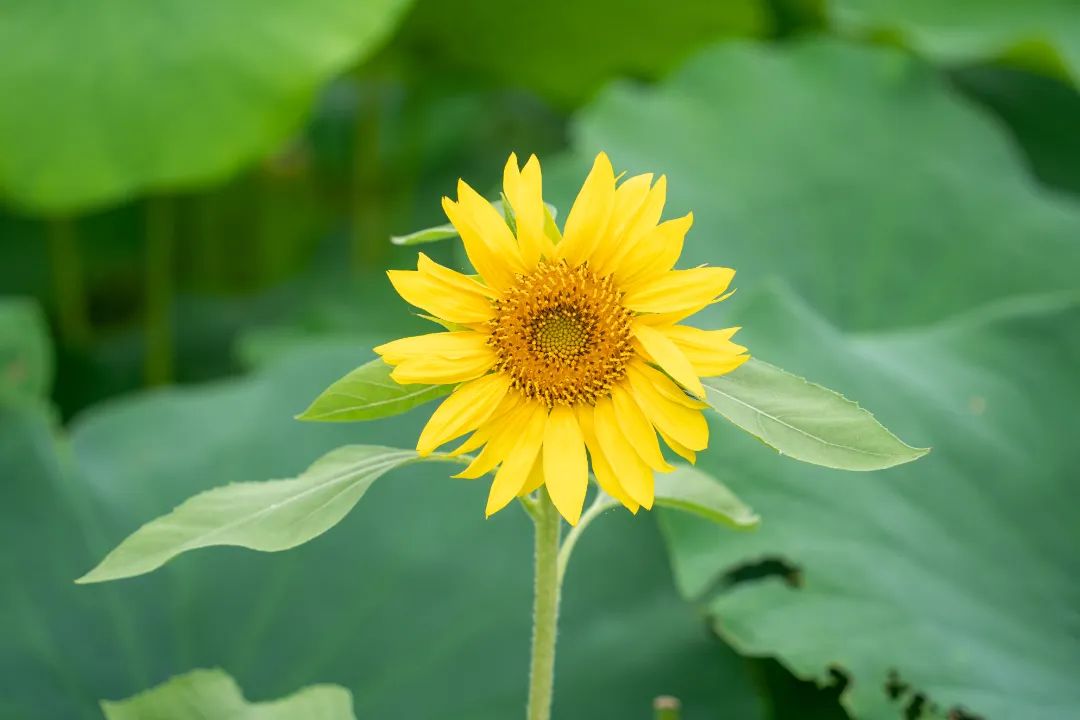 以花之名，遇见福州