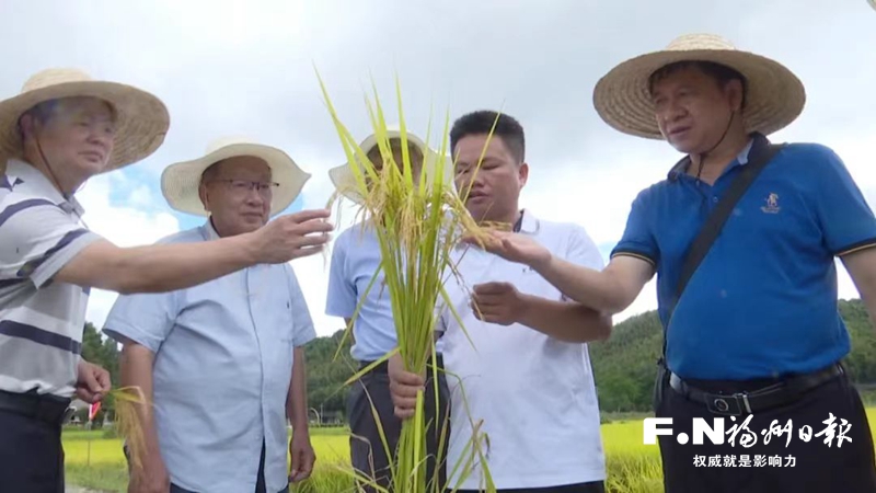 无人机飞播+生态养鱼 罗源稻鱼模式见成效