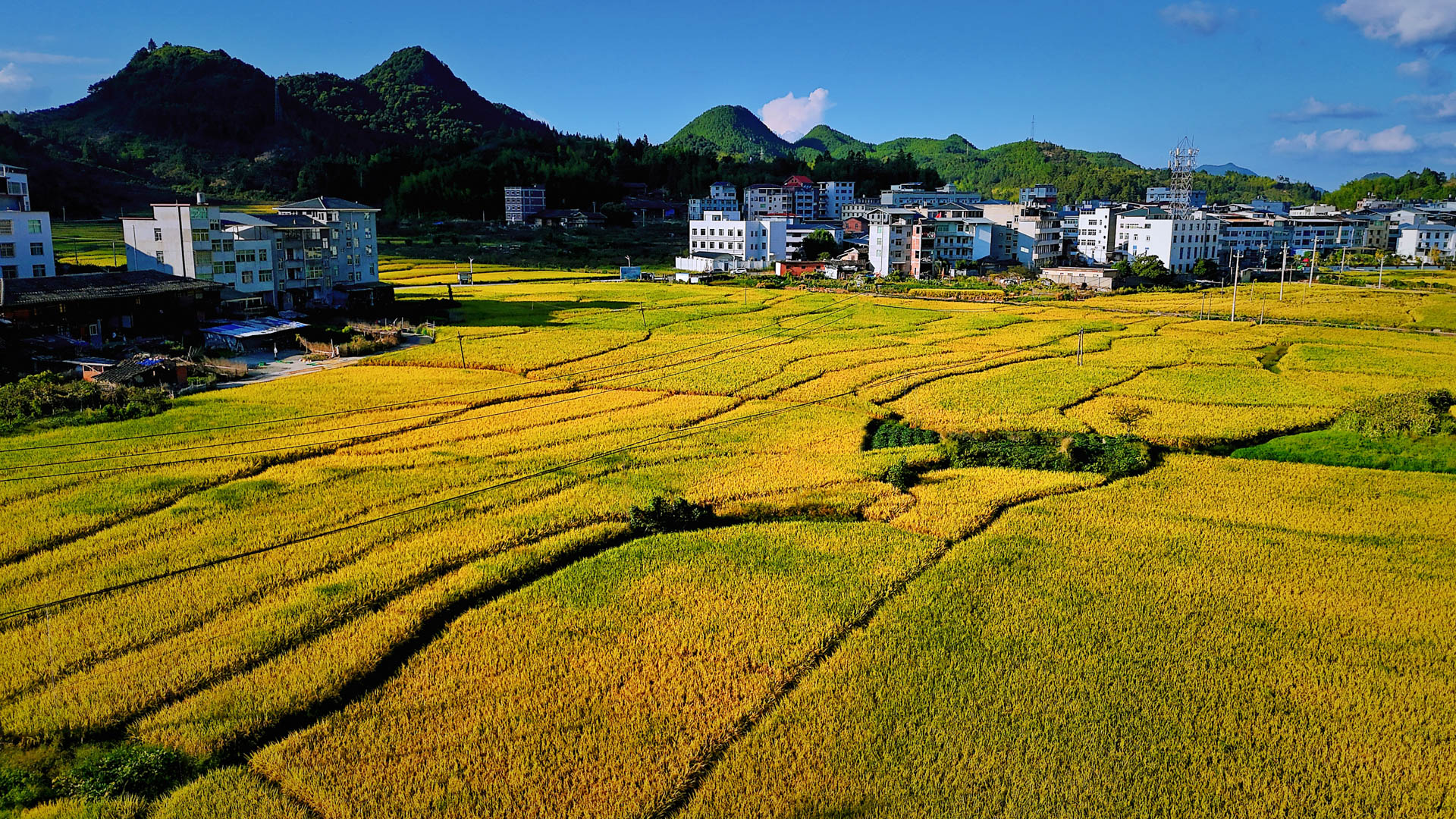 福建永泰：绘就好“丰”景