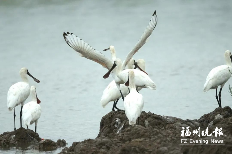 冬候鸟先锋飞抵闽江河口湿地